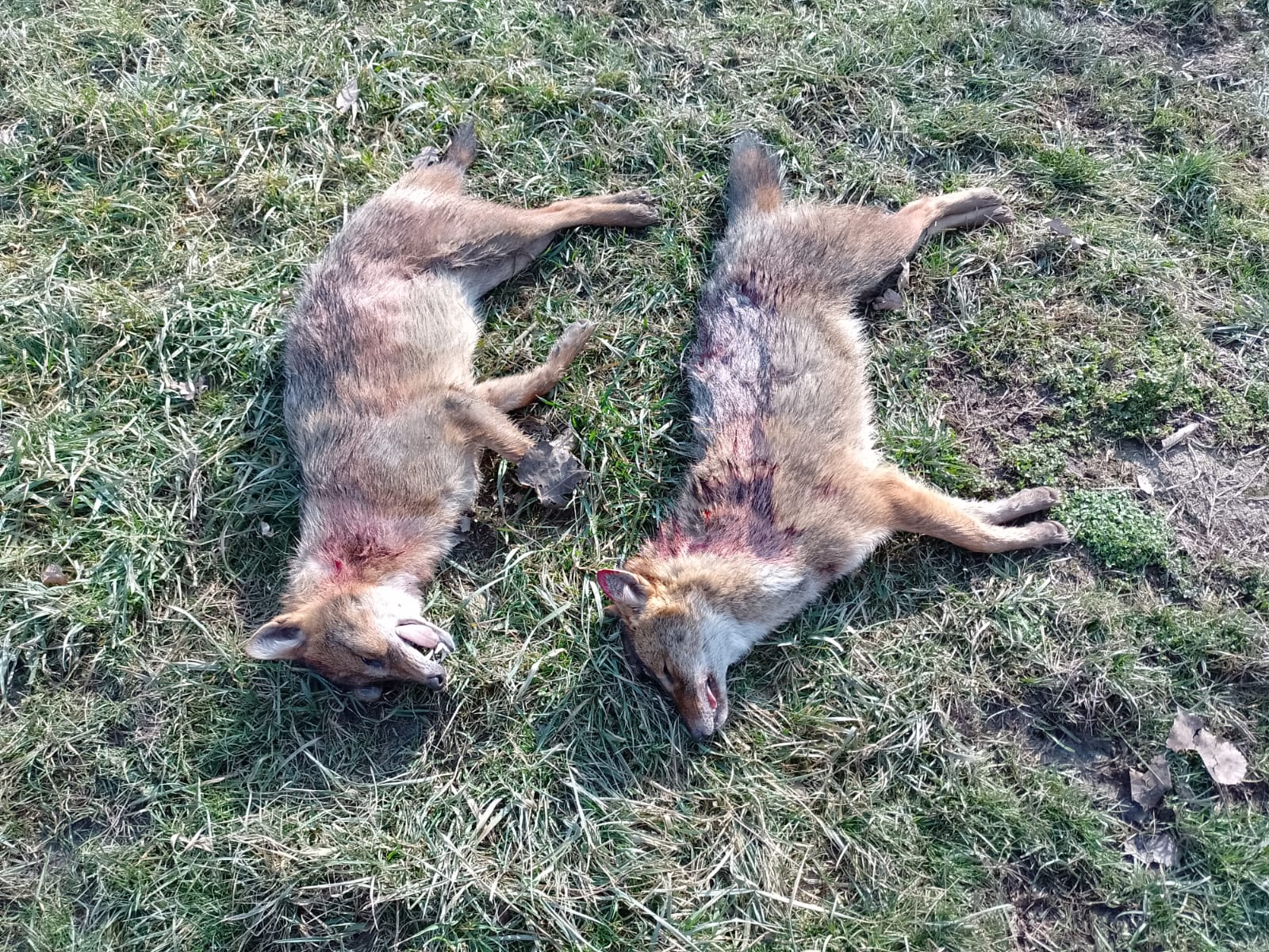 Pročitajte više o članku Održan skupni lov na predatore