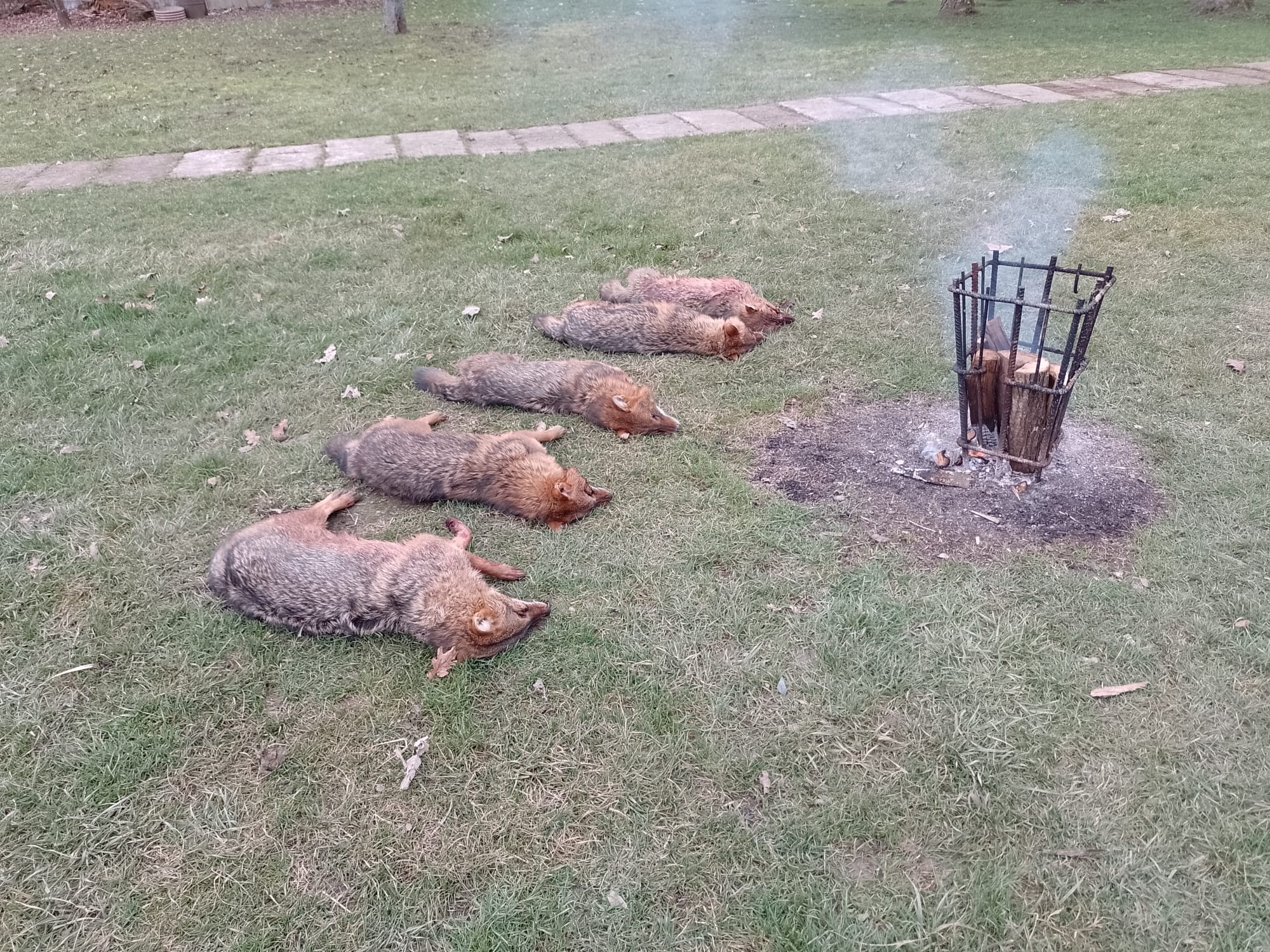 Pročitajte više o članku DRUGI OBAVEZNI SKUPNI LOV NA PREDATORE